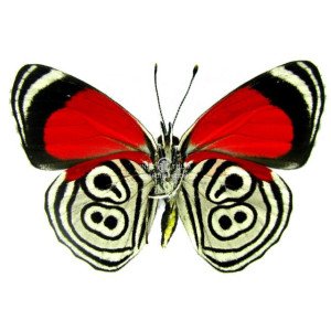 DIAETHRIA CLYMENA PERUAVIANA